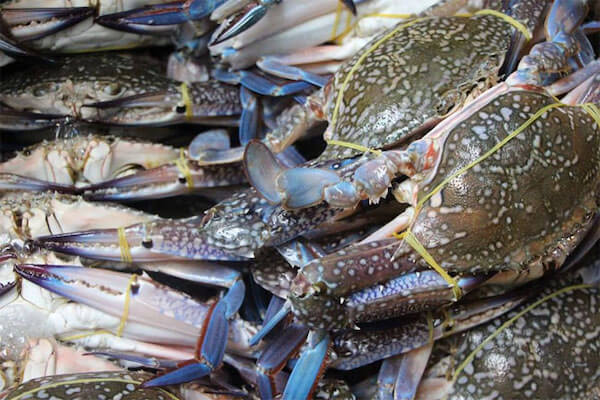 Kinh nghiệm chọn mua hải sản ở biển Hải Tiến cho hè 2019 3